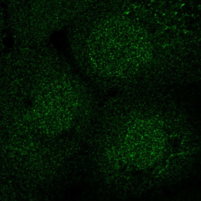 SEC14L2 Antibody in Immunocytochemistry (ICC/IF)