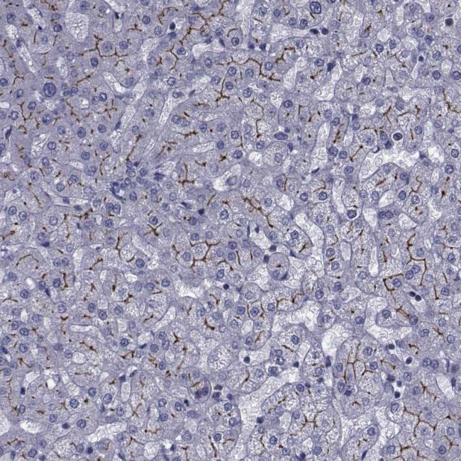 SLC30A10 Antibody in Immunohistochemistry (Paraffin) (IHC (P))