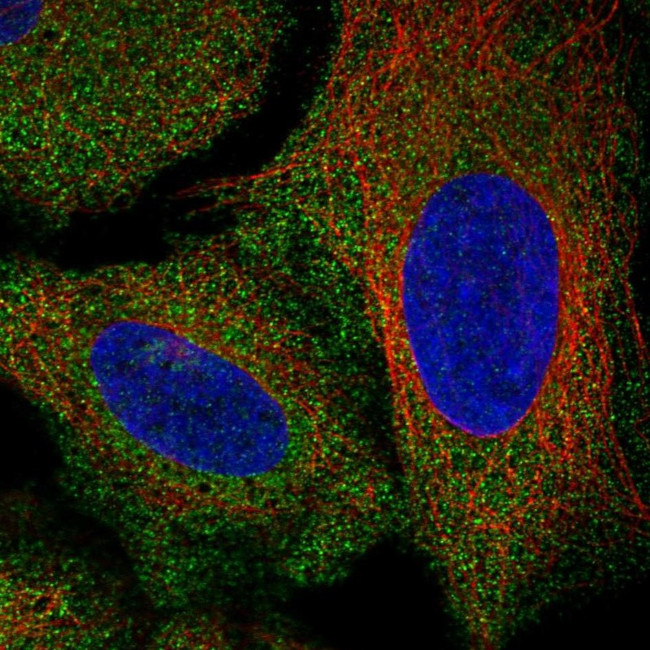 AKR7A2 Antibody in Immunocytochemistry (ICC/IF)