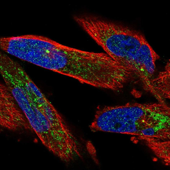 UGP2 Antibody in Immunocytochemistry (ICC/IF)