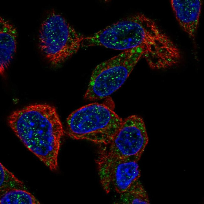 ACOX2 Antibody in Immunocytochemistry (ICC/IF)