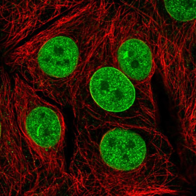 TAF3 Antibody in Immunocytochemistry (ICC/IF)