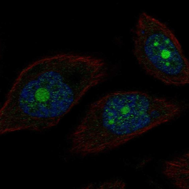 POP1 Antibody in Immunocytochemistry (ICC/IF)