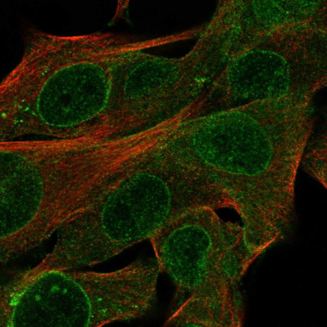 CYTL1 Antibody in Immunocytochemistry (ICC/IF)