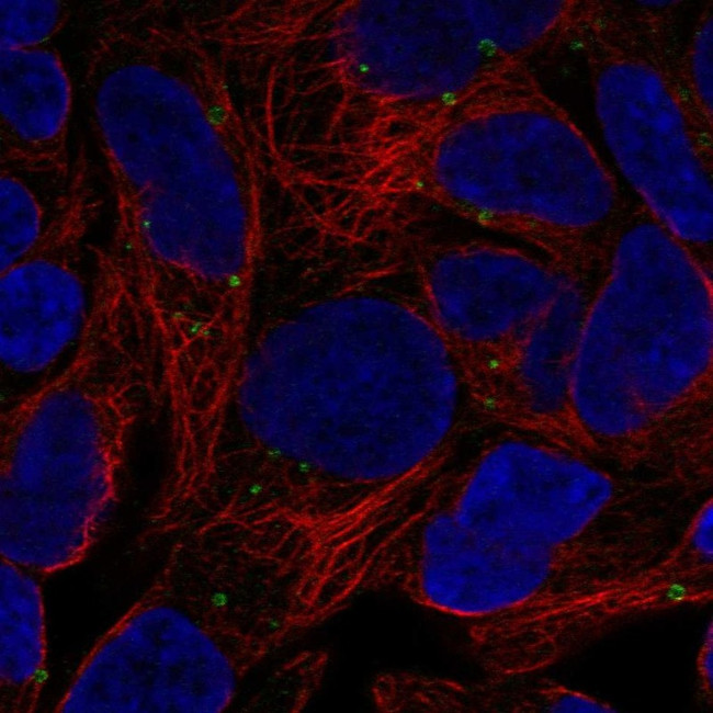 GPR98 Antibody in Immunocytochemistry (ICC/IF)