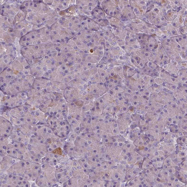 SOX17 Antibody in Immunohistochemistry (Paraffin) (IHC (P))