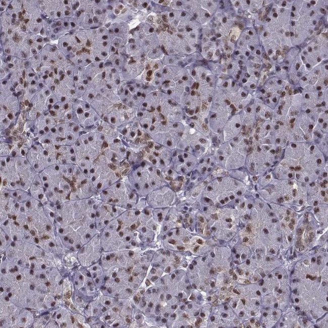 FTO Antibody in Immunohistochemistry (Paraffin) (IHC (P))