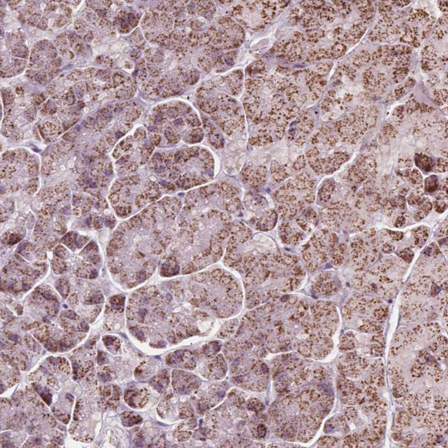 LFNG Antibody in Immunohistochemistry (Paraffin) (IHC (P))