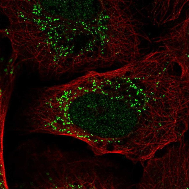 PI3K p55 gamma Antibody in Immunocytochemistry (ICC/IF)