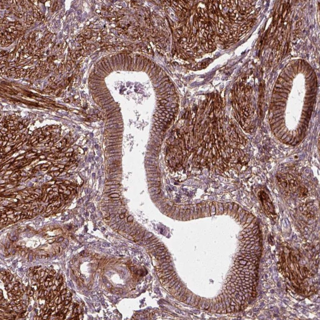 Neuroplastin Antibody in Immunohistochemistry (Paraffin) (IHC (P))