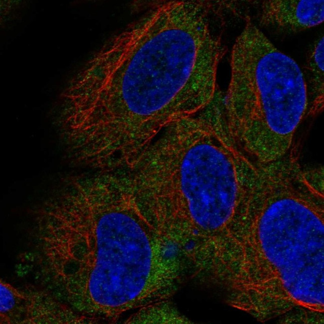 CD1d Antibody in Immunocytochemistry (ICC/IF)