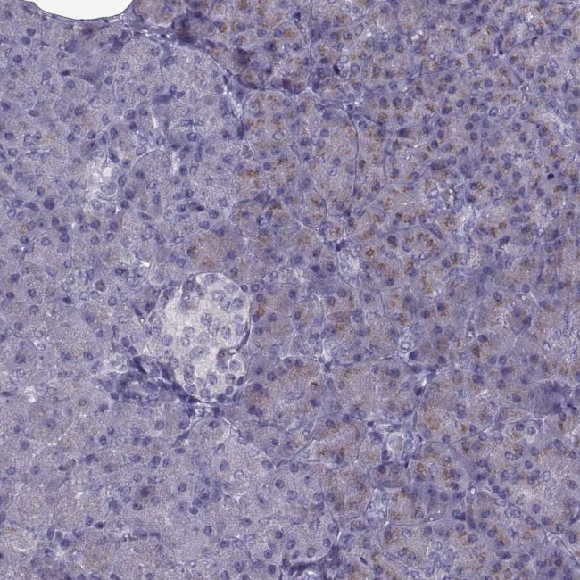 LZTR2 Antibody in Immunohistochemistry (Paraffin) (IHC (P))