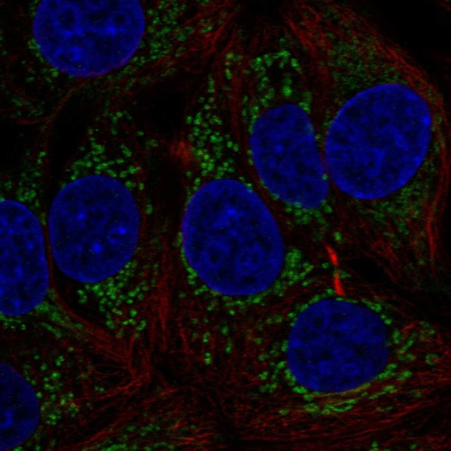 MTHFD1L Antibody in Immunocytochemistry (ICC/IF)