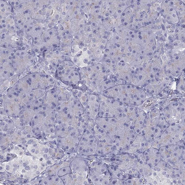 TEX14 Antibody in Immunohistochemistry (Paraffin) (IHC (P))