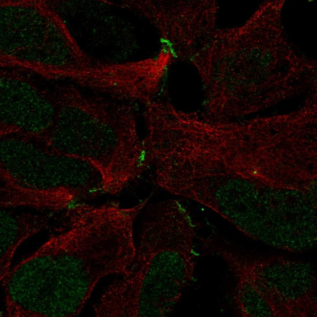 ZNF536 Antibody in Immunocytochemistry (ICC/IF)