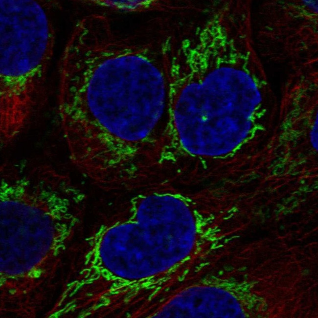 Cyclophilin F Antibody in Immunocytochemistry (ICC/IF)