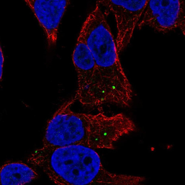 MAN2A2 Antibody in Immunocytochemistry (ICC/IF)