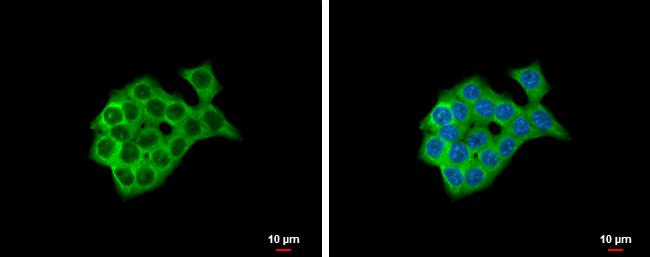 S1P1 Antibody in Immunocytochemistry (ICC/IF)