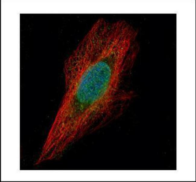 Chk1 Antibody in Immunocytochemistry (ICC/IF)