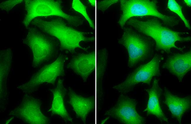 GAPDH Antibody in Immunocytochemistry (ICC/IF)