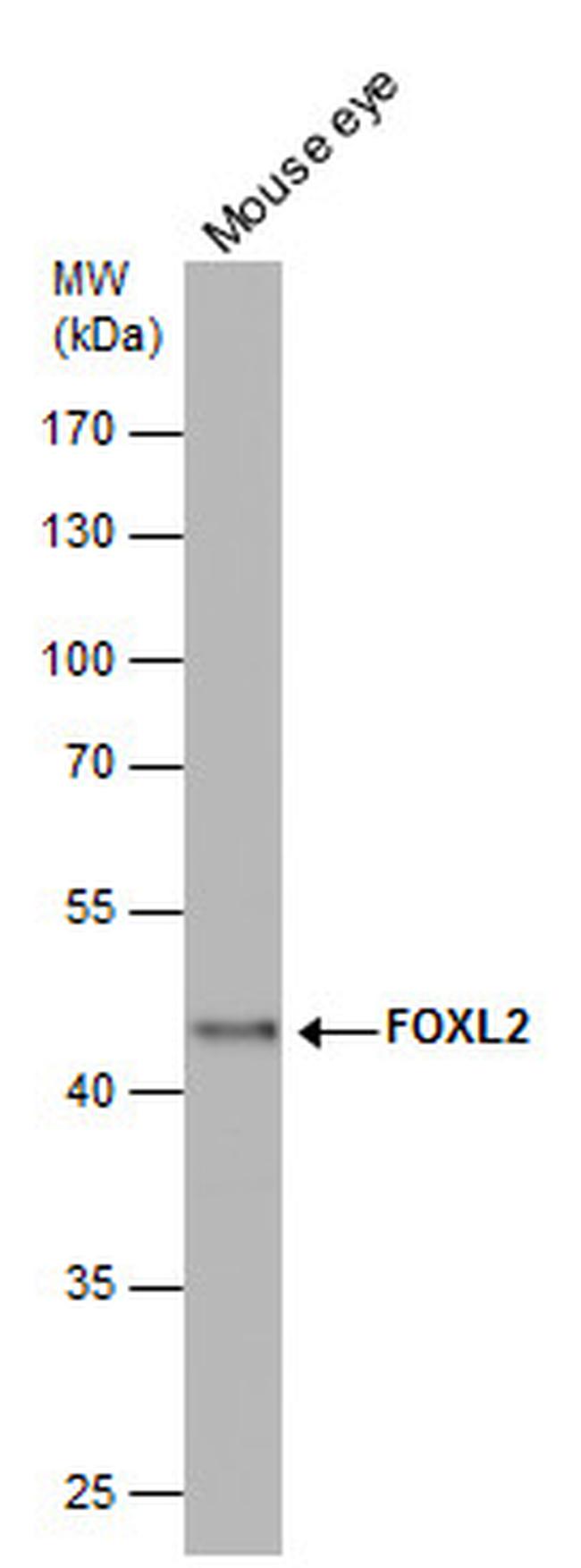 FOXL2 Antibody in Western Blot (WB)