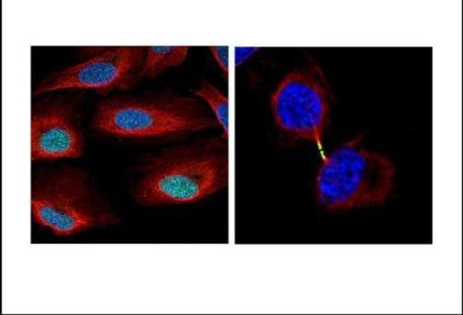 Survivin Antibody in Immunocytochemistry (ICC/IF)