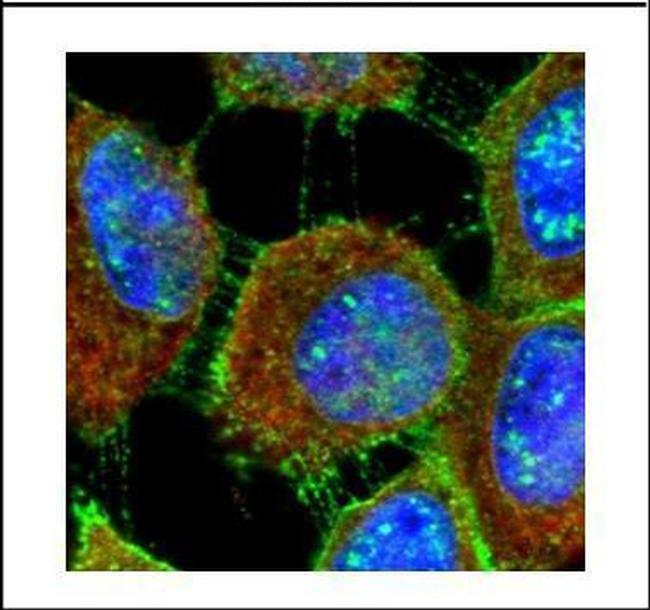 MUC1 Antibody in Immunocytochemistry (ICC/IF)