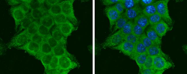 PIK3CA Antibody in Immunocytochemistry (ICC/IF)