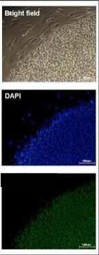 OCT4 Antibody in Immunocytochemistry (ICC/IF)