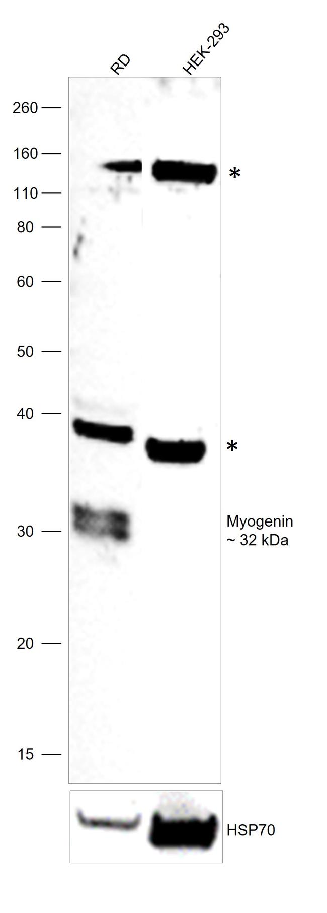 Myogenin Antibody in Western Blot (WB)