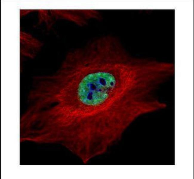 MLH1 Antibody in Immunocytochemistry (ICC/IF)