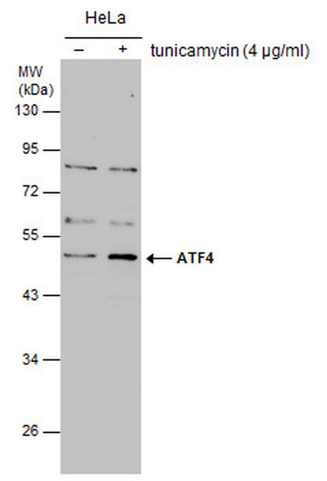 ATF4 Antibody in Western Blot (WB)