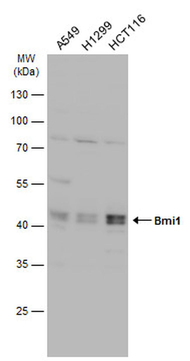 BMI-1 Antibody in Western Blot (WB)