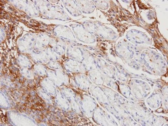 Haptoglobin Antibody in Immunohistochemistry (Paraffin) (IHC (P))