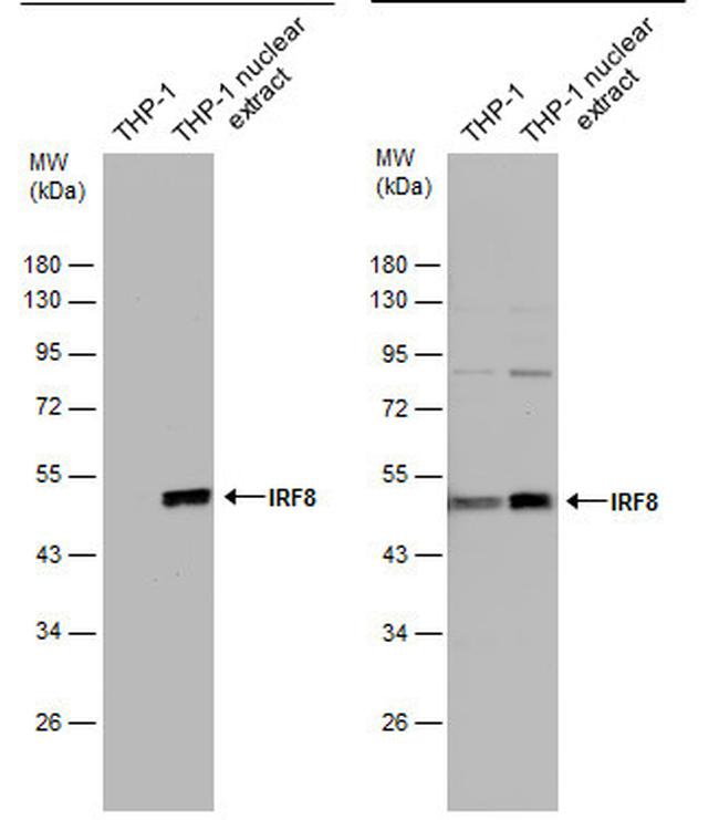 IRF8 Antibody in Western Blot (WB)