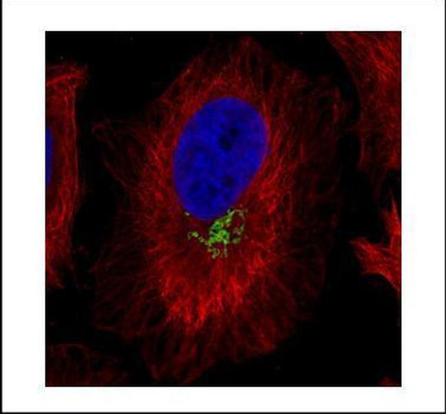 GOLPH2 Antibody in Immunocytochemistry (ICC/IF)