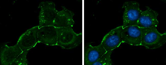 ZO-1 Antibody in Immunocytochemistry (ICC/IF)