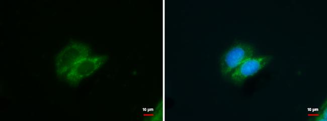 GALK1 Antibody in Immunocytochemistry (ICC/IF)