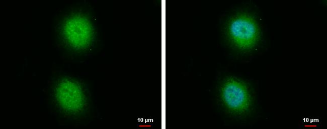 PP5 Antibody in Immunocytochemistry (ICC/IF)