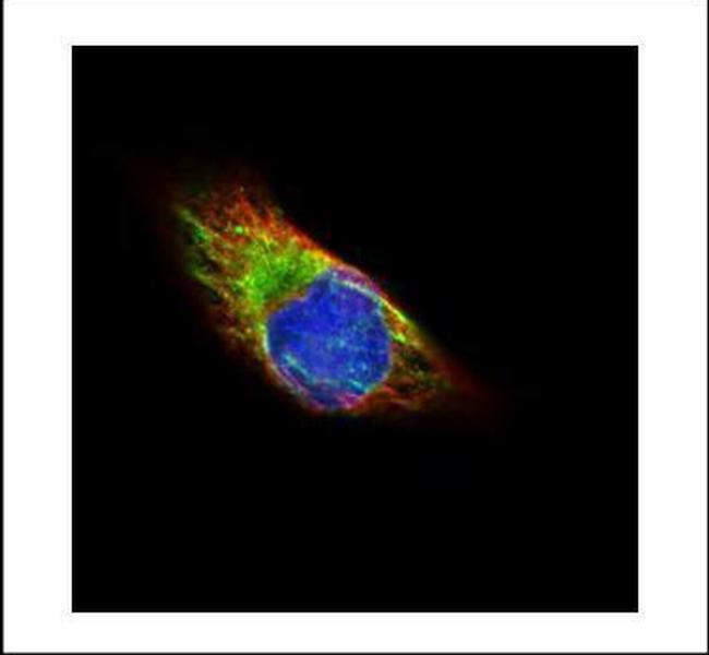 alpha Tubulin Antibody in Immunocytochemistry (ICC/IF)