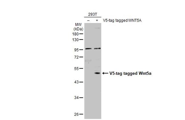 WNT5A Antibody in Western Blot (WB)