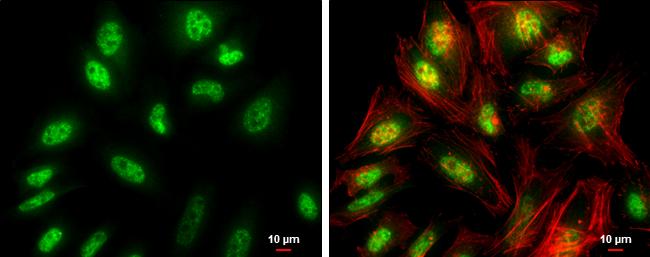 FZR1 Antibody in Immunocytochemistry (ICC/IF)