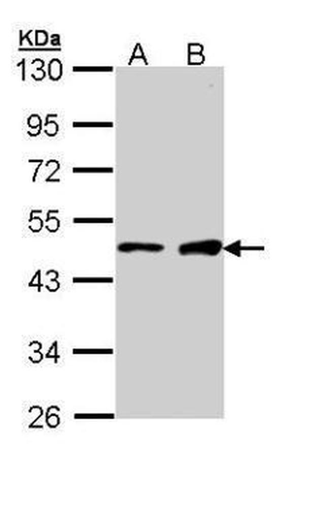 GATA1 Antibody in Western Blot (WB)