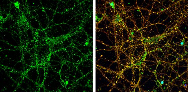 NMDAR2A Antibody in Immunocytochemistry (ICC/IF)