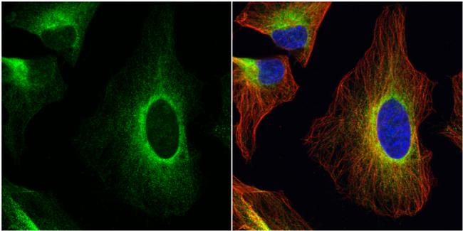 ERp57 Antibody in Immunocytochemistry (ICC/IF)