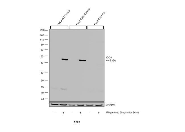 IDO Antibody in Western Blot (WB)