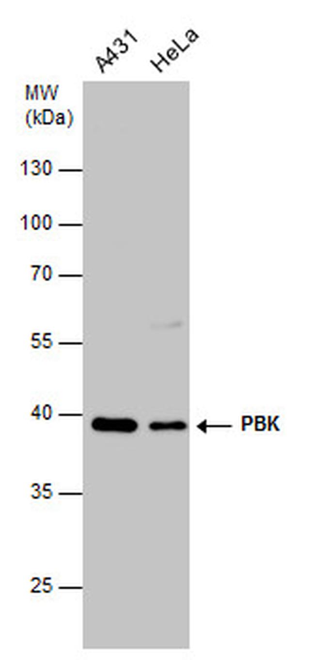 PBK Antibody in Western Blot (WB)