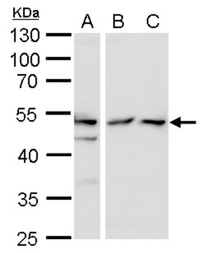 TAF7 Antibody in Western Blot (WB)