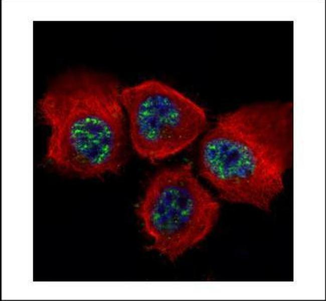 Phospho-STAT3 (Tyr705) Antibody in Immunocytochemistry (ICC/IF)