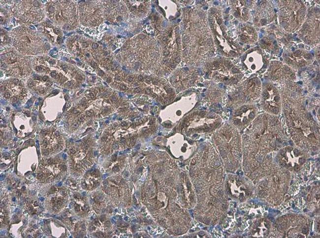 EFHA1 Antibody in Immunohistochemistry (Paraffin) (IHC (P))